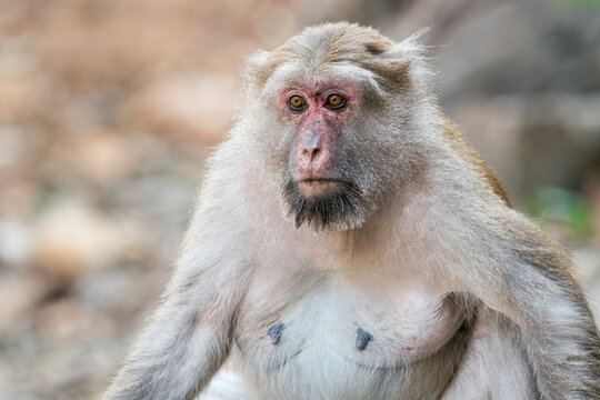 A close-up of an old Assamese Macaque in Thailand, Asia.