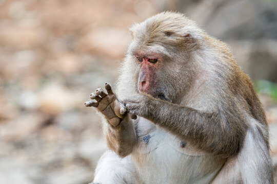 A close-up of an old Assamese Macaque itchy its hand in Thailand, Asia.