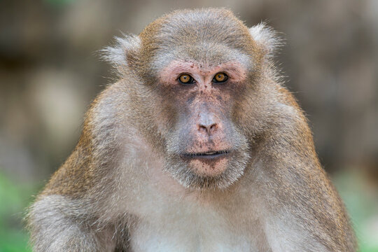 A close-up of an old Assamese Macaque in Thailand, Asia.