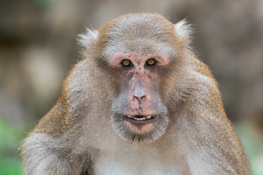 A close-up of an old Assamese Macaque showing its teeth in Thailand, Asia.