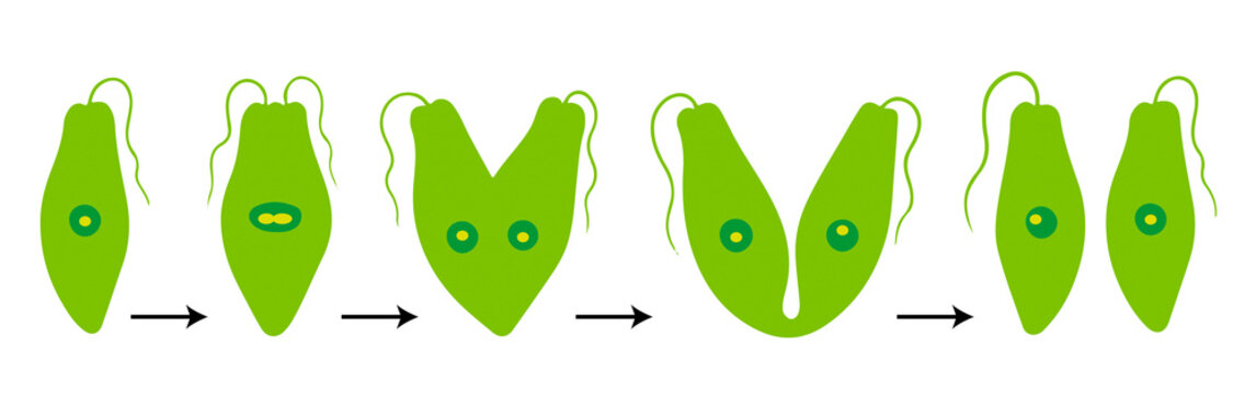 Binary Fission in Euglena Diagram