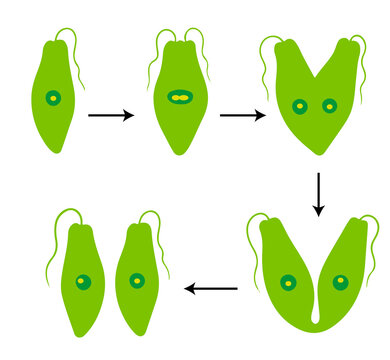 Binary Fission in Euglena Diagram