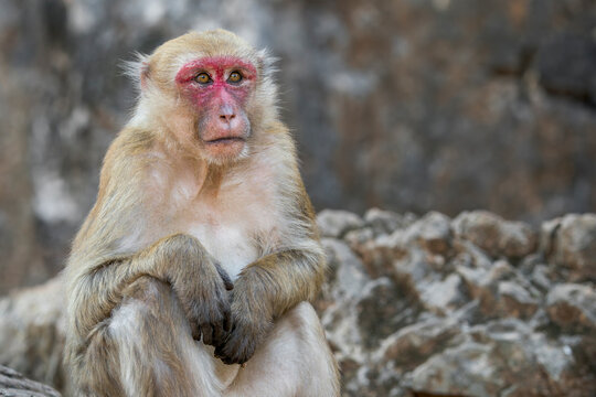 An Assamese Macaque overthinks its life in Thailand, Asia.