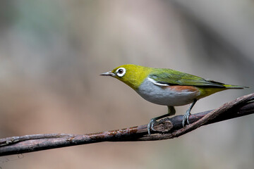 Obraz premium A cute Chestnut-flanked White-eye on a branch with soft background in Thailand, Asia.