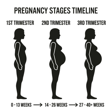 Simple minimal pregnancy stages timeline with silhouettes of woman in three trimesters