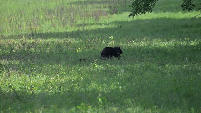 Black Bear Family in Tall Grass