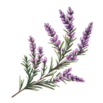 Heather Branch, watercolor painting capturing graceful lines and soft blended shades, isolated on a white background.
