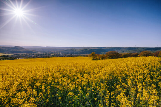 A field of bright yellow flowers stretches across the landscape. The sun shines above, illuminatig the hills in the distance.