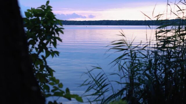 Atardecer sereno en un lago tranquilo con siluetas de &aacute;rboles y reflejos rosados en el agua