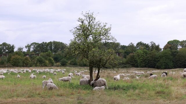 Reba&ntilde;o de ovejas blancas y negras buscando sombra y rasc&aacute;ndose bajo un &aacute;rbol solitario en el campo