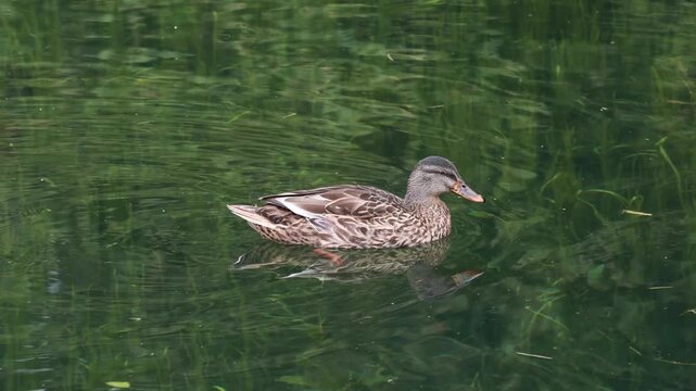 Pato marr&oacute;n nadando tranquilamente y reflej&aacute;ndose en las aguas verdes de un lago