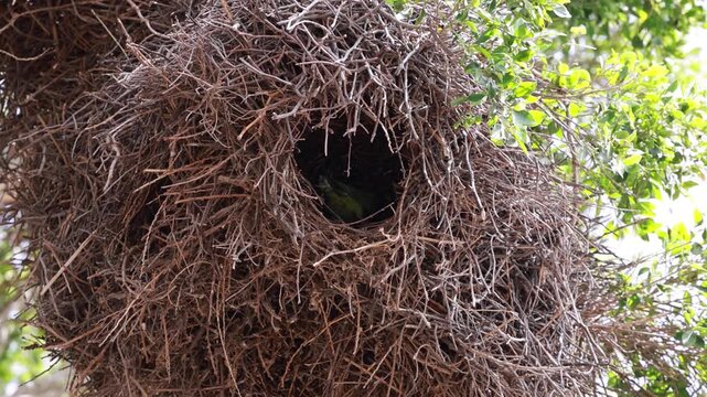 Primer plano de un periquito verde dentro de su nido de ramas en un &aacute;rbol