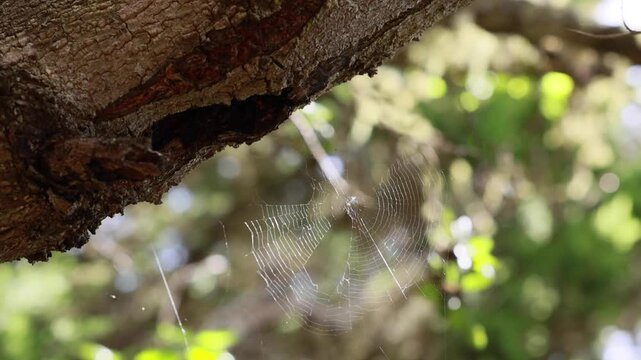 Delicada telara&ntilde;a en una rama de &aacute;rbol brillando bajo la luz del sol en el bosque