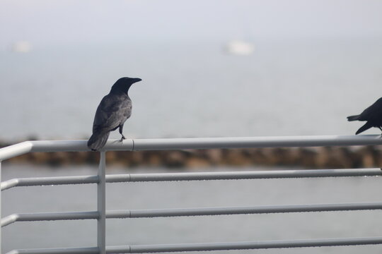 A solitary crow rests on a metal railing by a calm seashore, distant rocks and blurred boats fading into soft haze, conveying a quiet, minimalist coastal mood.