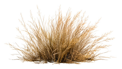 Obraz premium A dry bush of grass on a white background transparent png