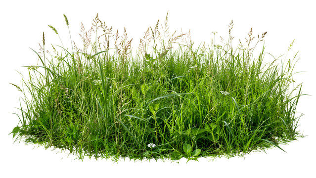 A lush patch of wild grass and weeds, isolated on a white background, with a variety of green blades and some seed heads. transparent png