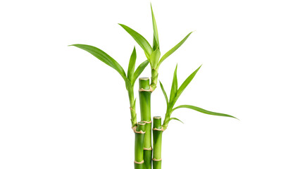 Fototapeta premium Lucky bamboo stalks with vibrant green leaves, symbolizing good fortune and prosperity, isolated on a clean background transparent png