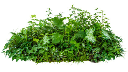 Obraz premium A vibrant, lush green bush with various plant leaves and textures, perfect for nature or garden themes transparent png