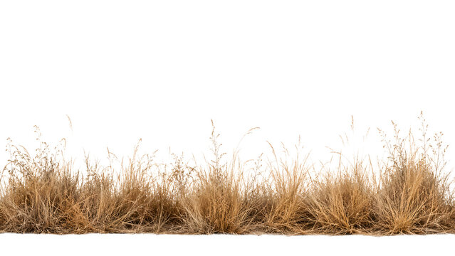A row of dry, golden grass clumps against a clean white backdrop. The grass shows texture and the natural sway of its stems, hinting at a field or meadow in autumn or a dry season transparent png