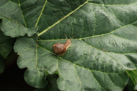 snail on leaf