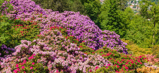Obraz premium Vibrant display of rhododendron and azalea flowers in a lush garden during spring season near a small town