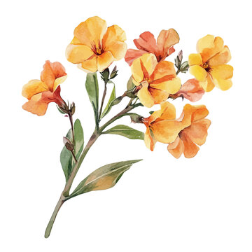 watercolor graphic of Wallflower Branch, isolated on a white background.