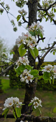 Fototapeta premium pear tree blossom