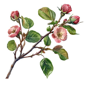 Tea Rose Branch, beautiful watercolor illustration with vivid colors and detailed vector style, isolated on a white background.