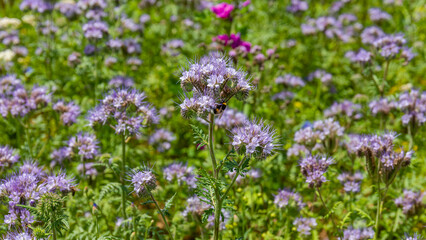 Obraz premium Colorful flowers bloom in a garden during spring with various shades of purple and other colors