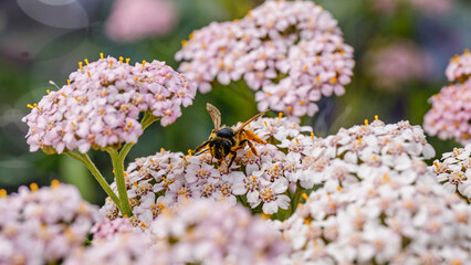 Fototapeta premium Bees collecting pollen from flowers in a garden during springtime morning hours