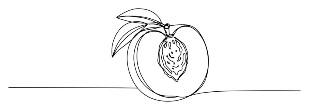 peach fruit with pit sketch of a thin one line in the style of a black vector on a white background