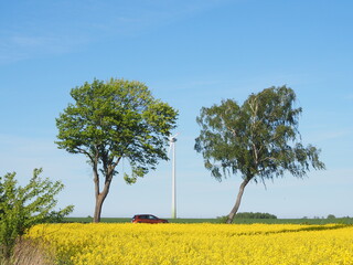 Pola rzepaku © EwaAF