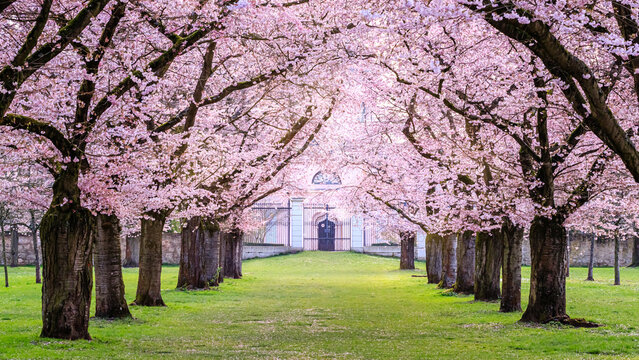 Cherry blossom trees line a pathway leading to a building in springtime