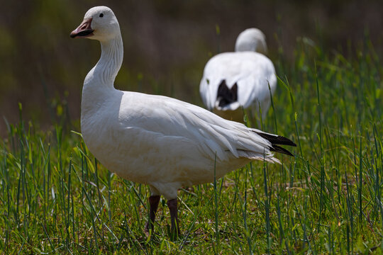Adult Snow goose feeding in a grassy field in spring. They are native to North America and are among the most abundant waterfowl on the continent.  Its name derives from the typically white plumage. 