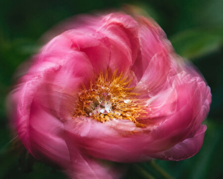 pink blurrnes photo