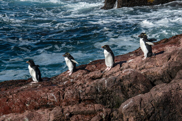 Obraz premium Rockhopper Penguin in Penguin Island,Puerto Deseado, Santa Cruz Province, Patagonia Argentina