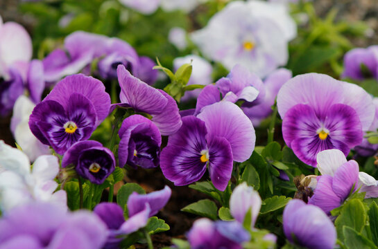 purple viola in the garden

