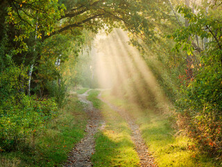 Obraz premium Footpath through forest in autumn with morning fog and sunbeams
