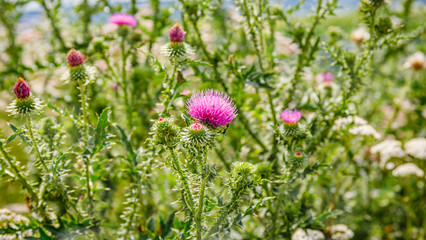 Obraz premium Bright pink thistle flowers grow among green plants in a field during a sunny day in spring