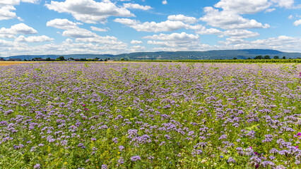 Obraz premium Vast field of purple flowers under a blue sky with clouds in the countryside during summer