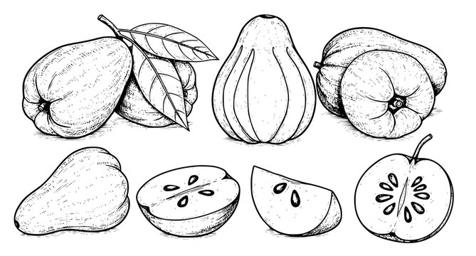 Vintage style hand drawn botanical illustration set of fresh guava fruit and slices showing internal texture and details for food packaging restaurant menus or culinary design