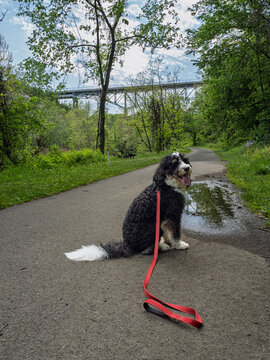 Bernedoodle dog sitting on puddle path below Ravensburg Blvd bridge on the Montour Trail in Pennsylvania