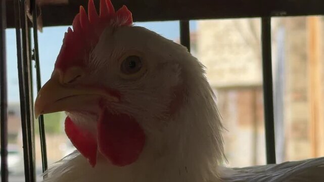 White broiler chickens: fast‑growing, white‑feathered poultry raised for efficient meat production in controlled farming environments.