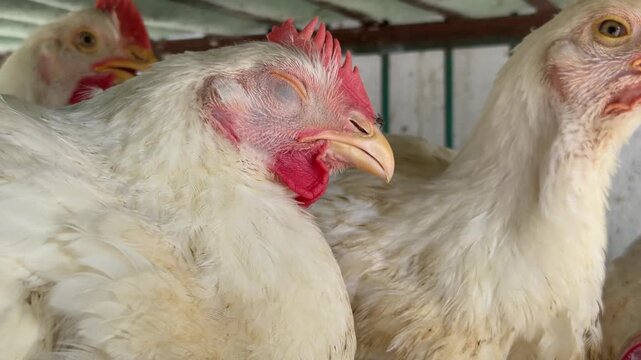 White broiler chickens: fast‑growing, white‑feathered poultry raised for efficient meat production in controlled farming environments.