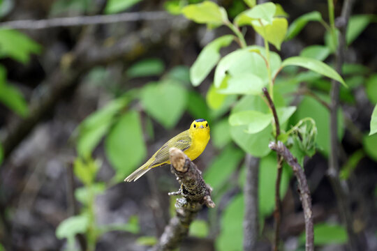 paruline &agrave; calotte noire, Wilsonia pusilla, sur une btranche au printemps, qu&eacute;bec, canada, 