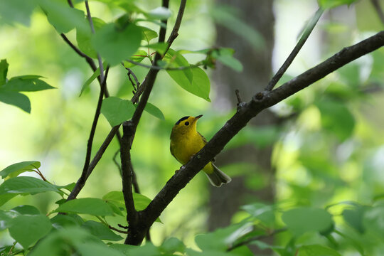paruline &agrave; calotte noire, Wilsonia pusilla, sur une btranche au printemps, qu&eacute;bec, canada, 