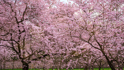Fototapeta premium Cherry blossoms bloom in a park during springtime with pink flowers covering trees and green grass below