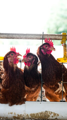 Modern poultry farm with brown laying hens inside cage system under natural sunlight. Commercial chicken farming and egg production industry in rural agricultural environment. © Ircaads