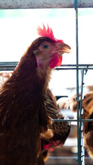 Modern poultry farm with brown laying hens inside cage system under natural sunlight. Commercial chicken farming and egg production industry in rural agricultural environment. © Ircaads