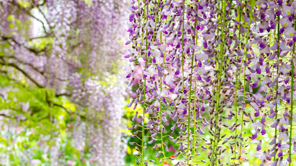Obraz premium Flowers hang from vines in a garden during springtime with bright green trees in the background